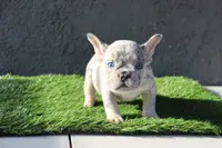 French bulldog male, a male French Bulldog for sale in Los Angeles, CA – 4 of 5