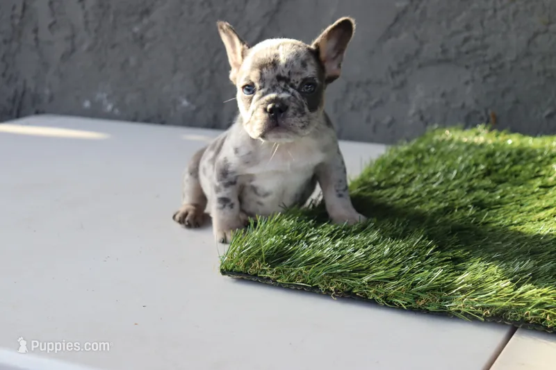 Frenchie female – French Bulldog puppy for sale in Los Angeles, CA