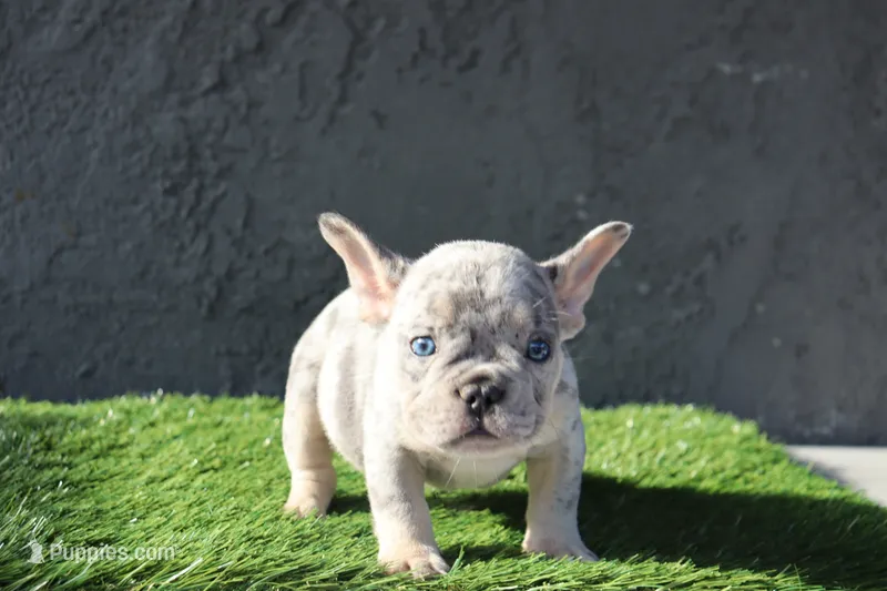 French bulldog male – French Bulldog puppy for sale in Los Angeles, CA