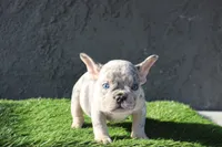 French bulldog male, a male French Bulldog for sale in Los Angeles, CA – 1 of 5