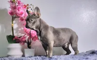 Leo, a male French Bulldog for sale in Palm Beach, FL – 2 of 5