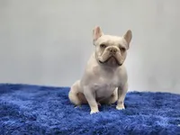 Mason, a male French Bulldog for sale in Palm Beach, FL – 8 of 9