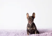 Candy, a female French Bulldog for sale in Palm Beach, FL – 3 of 5