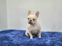 Mason, a male French Bulldog for sale in Palm Beach, FL – 3 of 9