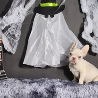 Mater, a male French Bulldog for sale in Palm Beach, FL – Photo 6 of 6