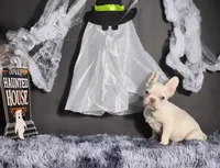 Mater, a male French Bulldog for sale in Palm Beach, FL – Photo 6 of 6