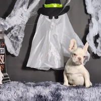 Mater, a male French Bulldog for sale in Palm Beach, FL – Photo 1 of 6