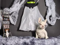 Mater, a male French Bulldog for sale in Palm Beach, FL – Photo 1 of 6