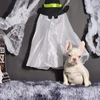 Mater, a male French Bulldog for sale in Palm Beach, FL – Photo 4 of 6