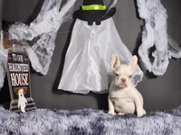 Mater, a male French Bulldog for sale in Palm Beach, FL – Photo 4 of 6