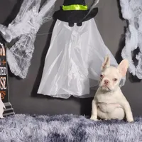 Mater, a male French Bulldog for sale in Palm Beach, FL – Photo 2 of 6