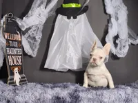 Mater, a male French Bulldog for sale in Palm Beach, FL – Photo 2 of 6