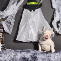 Mater, a male French Bulldog for sale in Palm Beach, FL – Photo 5 of 6