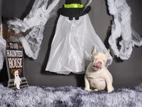 Mater, a male French Bulldog for sale in Palm Beach, FL – Photo 5 of 6