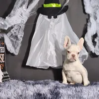 Mater, a male French Bulldog for sale in Palm Beach, FL – Photo 3 of 6