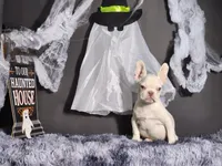 Mater, a male French Bulldog for sale in Palm Beach, FL – Photo 3 of 6