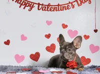 Kate, a female French Bulldog for sale in Palm Beach, FL – Photo 2 of 4