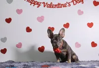 Kate, a female French Bulldog for sale in Palm Beach, FL – Photo 3 of 4