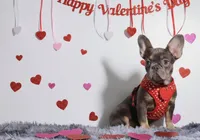 Kate, a female French Bulldog for sale in Palm Beach, FL – Photo 1 of 4