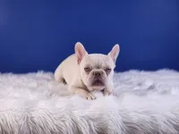 Mason, a male French Bulldog for sale in Palm Beach, FL – Photo 3 of 7