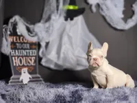 Mason, a male French Bulldog for sale in Palm Beach, FL – Photo 1 of 4