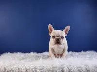 Mason, a male French Bulldog for sale in Palm Beach, FL – Photo 6 of 7