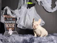 Mason, a male French Bulldog for sale in Palm Beach, FL – Photo 3 of 4