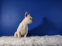 Mason, a male French Bulldog for sale in Palm Beach, FL – Photo 2 of 7