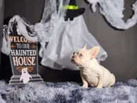 Mason, a male French Bulldog for sale in Palm Beach, FL – Photo 4 of 4