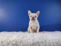 Mason, a male French Bulldog for sale in Palm Beach, FL – Photo 1 of 7