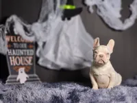 Mason, a male French Bulldog for sale in Palm Beach, FL – Photo 2 of 4