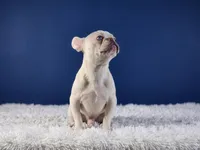 Mason, a male French Bulldog for sale in Palm Beach, FL – Photo 5 of 7