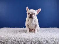 Mason, a male French Bulldog for sale in Palm Beach, FL – Photo 4 of 7