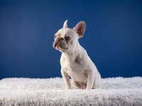 Mason, a male French Bulldog for sale in Palm Beach, FL – Photo 7 of 7