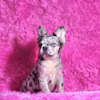 Garfield, a male French Bulldog for sale in Palm Beach, FL – Photo 5 of 6