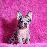 Garfield, a male French Bulldog for sale in Palm Beach, FL – Photo 1 of 6