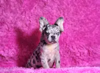 Garfield, a male French Bulldog for sale in Palm Beach, FL – Photo 1 of 6