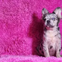 Garfield, a male French Bulldog for sale in Palm Beach, FL – Photo 4 of 6