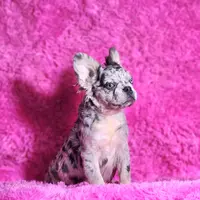 Garfield, a male French Bulldog for sale in Palm Beach, FL – Photo 6 of 6