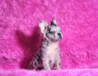 Garfield, a male French Bulldog for sale in Palm Beach, FL – Photo 6 of 6