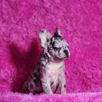 Garfield, a male French Bulldog for sale in Palm Beach, FL – Photo 3 of 6