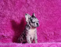 Garfield, a male French Bulldog for sale in Palm Beach, FL – Photo 3 of 6