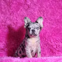 Garfield, a male French Bulldog for sale in Palm Beach, FL – Photo 2 of 6