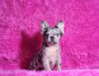 Garfield, a male French Bulldog for sale in Palm Beach, FL – Photo 2 of 6