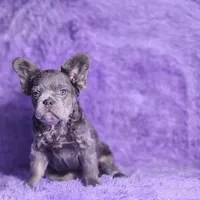 Tater, a male French Bulldog for sale in Palm Beach, FL – Photo 1 of 5