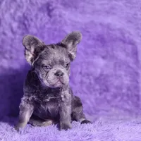 Tater, a male French Bulldog for sale in Palm Beach, FL – Photo 5 of 5