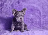 Tater, a male French Bulldog for sale in Palm Beach, FL – Photo 5 of 5