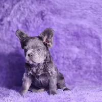 Tater, a male French Bulldog for sale in Palm Beach, FL – Photo 4 of 5