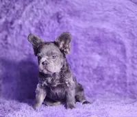 Tater, a male French Bulldog for sale in Palm Beach, FL – Photo 4 of 5