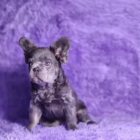 Tater, a male French Bulldog for sale in Palm Beach, FL – Photo 2 of 5